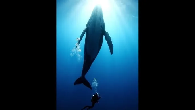91视频 - 深蓝星球：探索海洋深处的未知世界